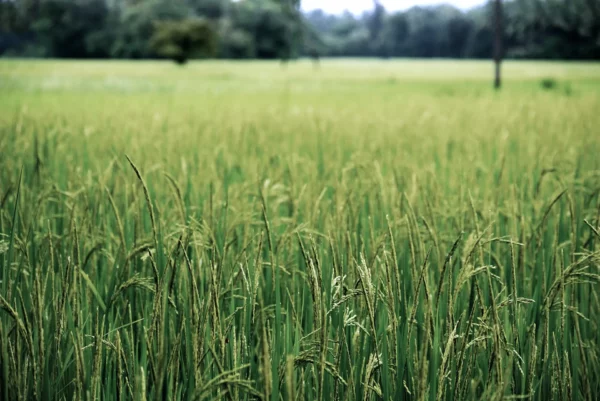 Agricultural products