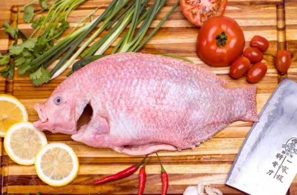 Red Tilapia